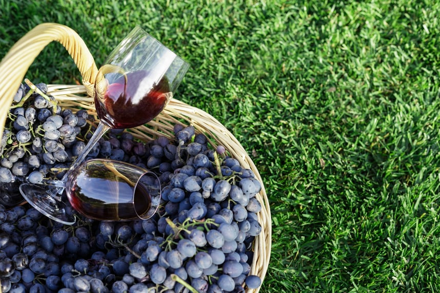 Pinot Nero: storia, caratteristiche e abbinamenti ideali Pinot Nero: storia, caratteristiche e abbinamenti ideali